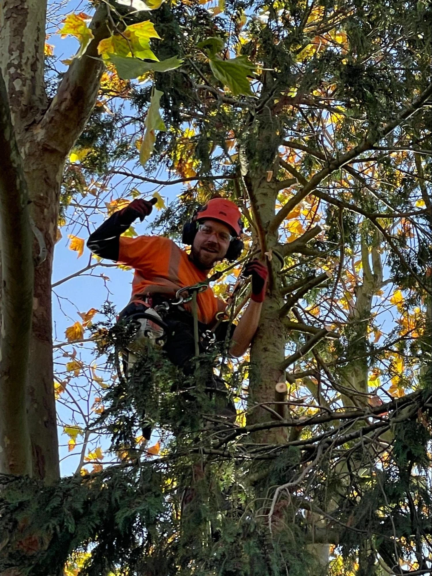 Church Langley Tree Care Experts